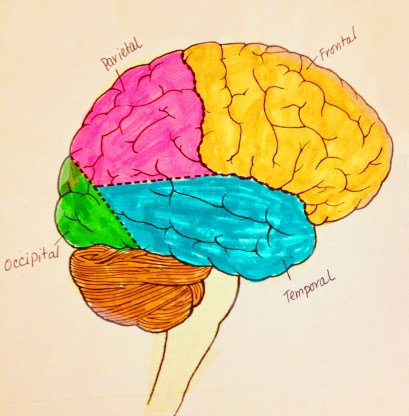 brain